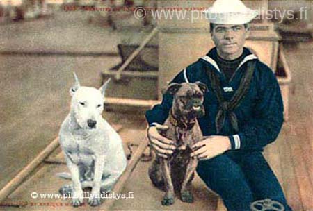 BullTerrierBulldogSailor
