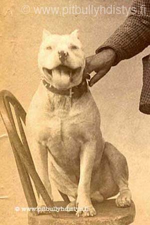 PitbullonChair
