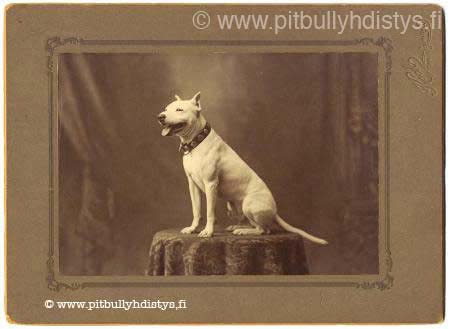pit_bull1-450x329