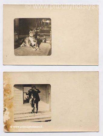 twopitbullpcs1906-455x600