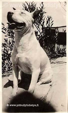 whitebullterrierCute_W